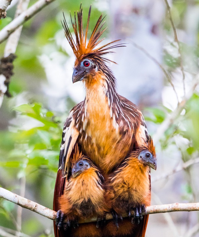 Hoatzin - Rhys Marsh