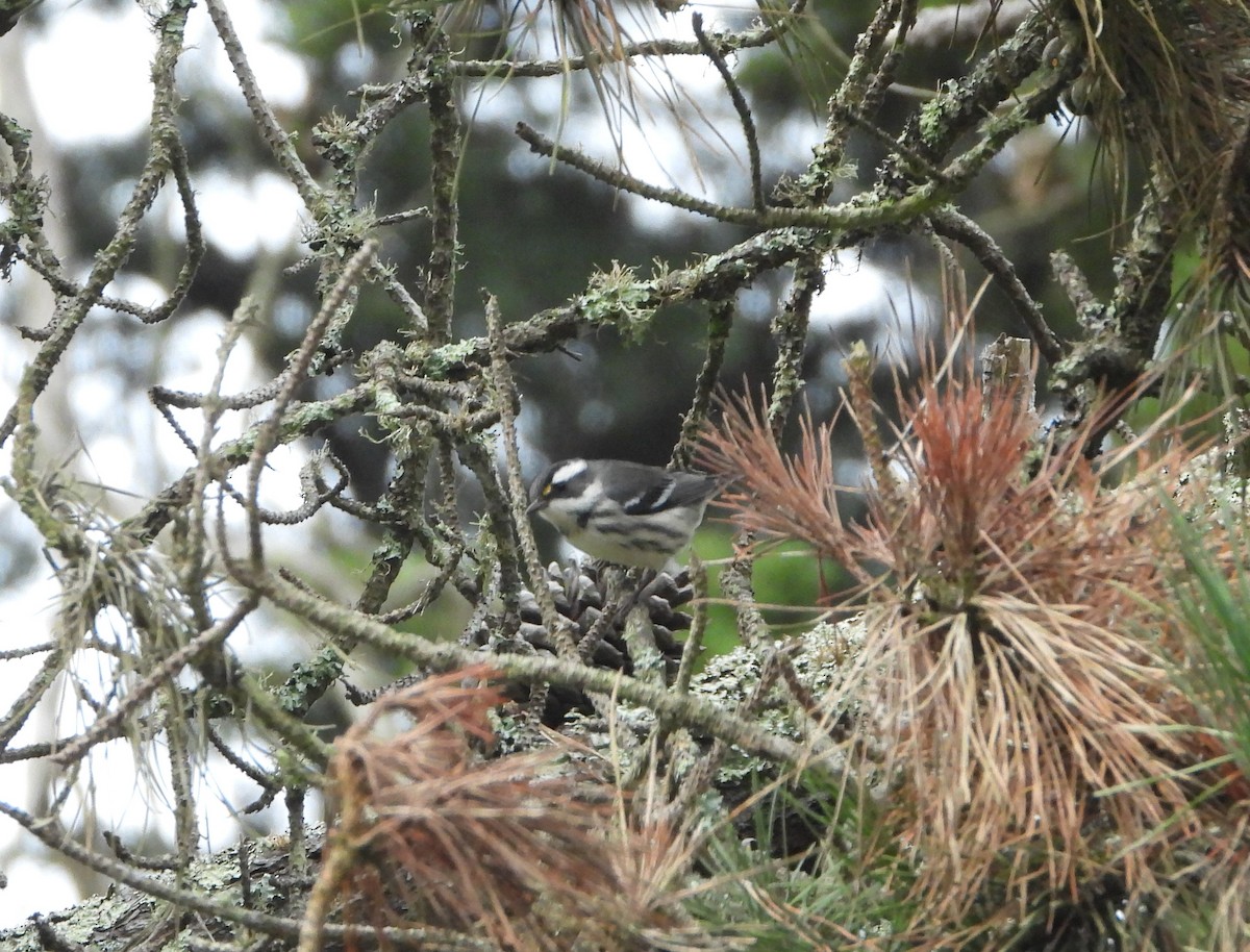 Black-throated Gray Warbler - ML264760001