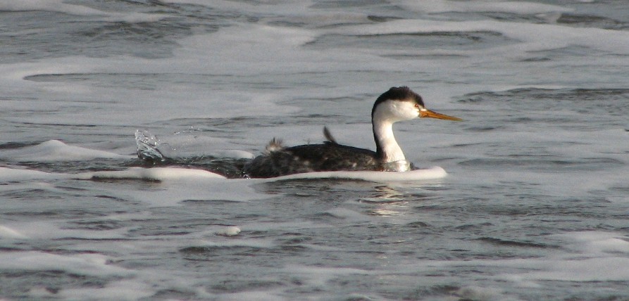 Clark's Grebe - ML264760151