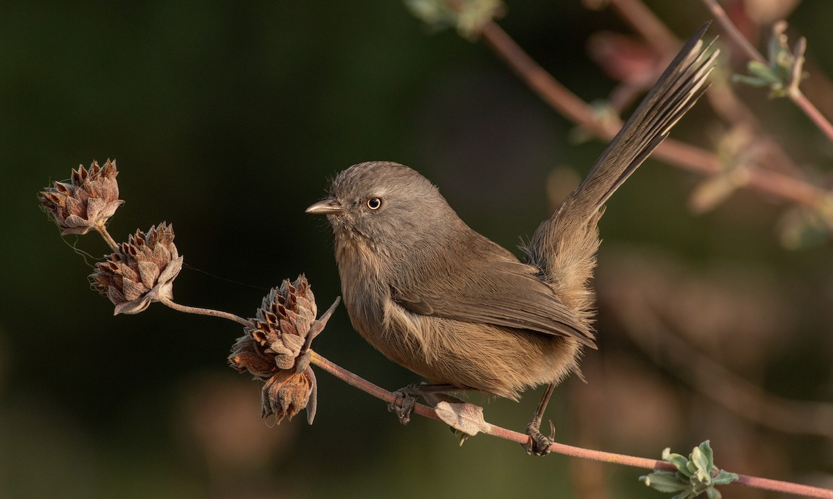 Wrentit - Paul Fenwick