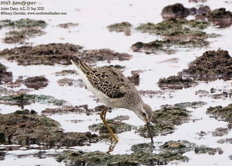 Stilt Sandpiper - Henry Detwiler