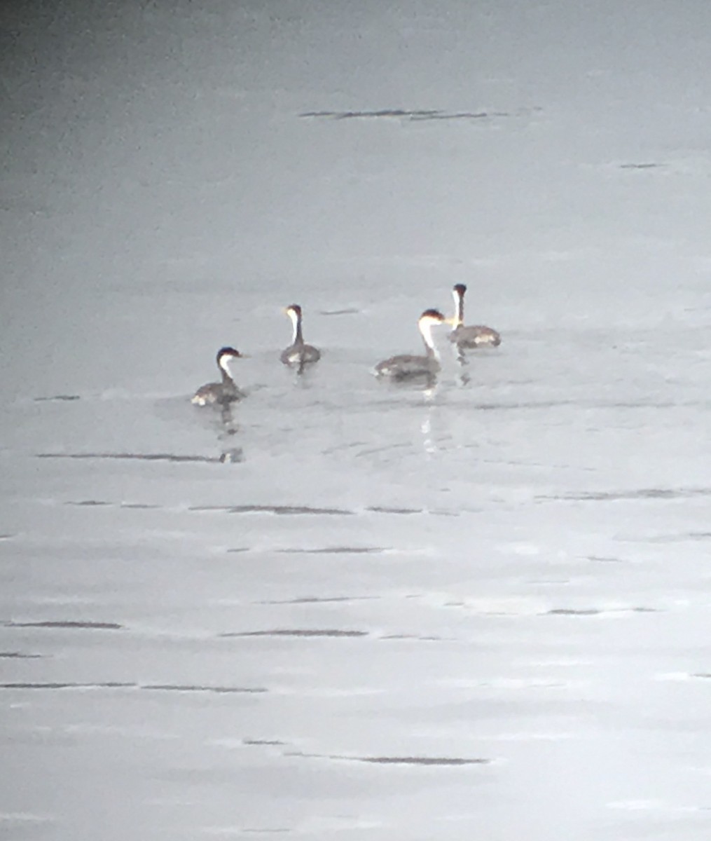 Western Grebe - ML264761961