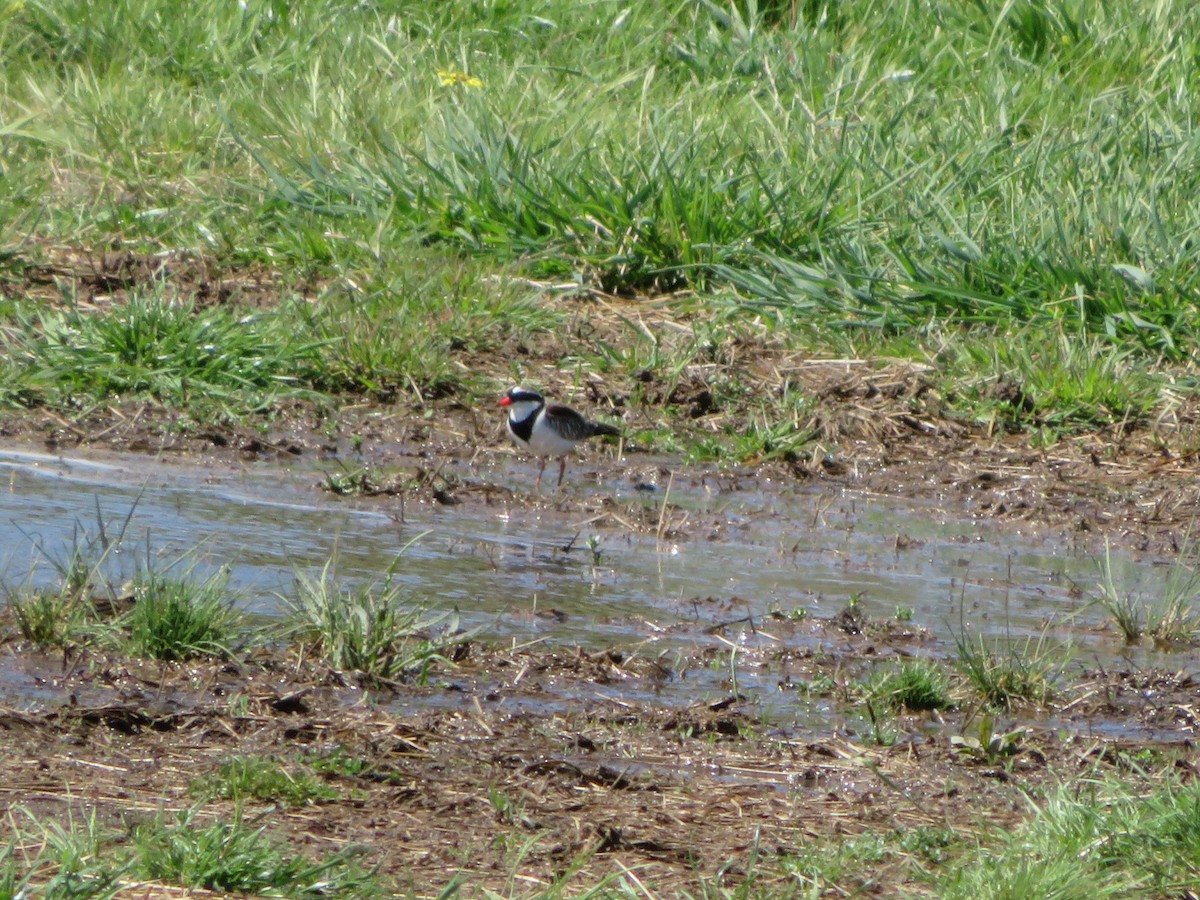 eBird Checklist - 22 Sep 2020 - Parkwood - 30 species