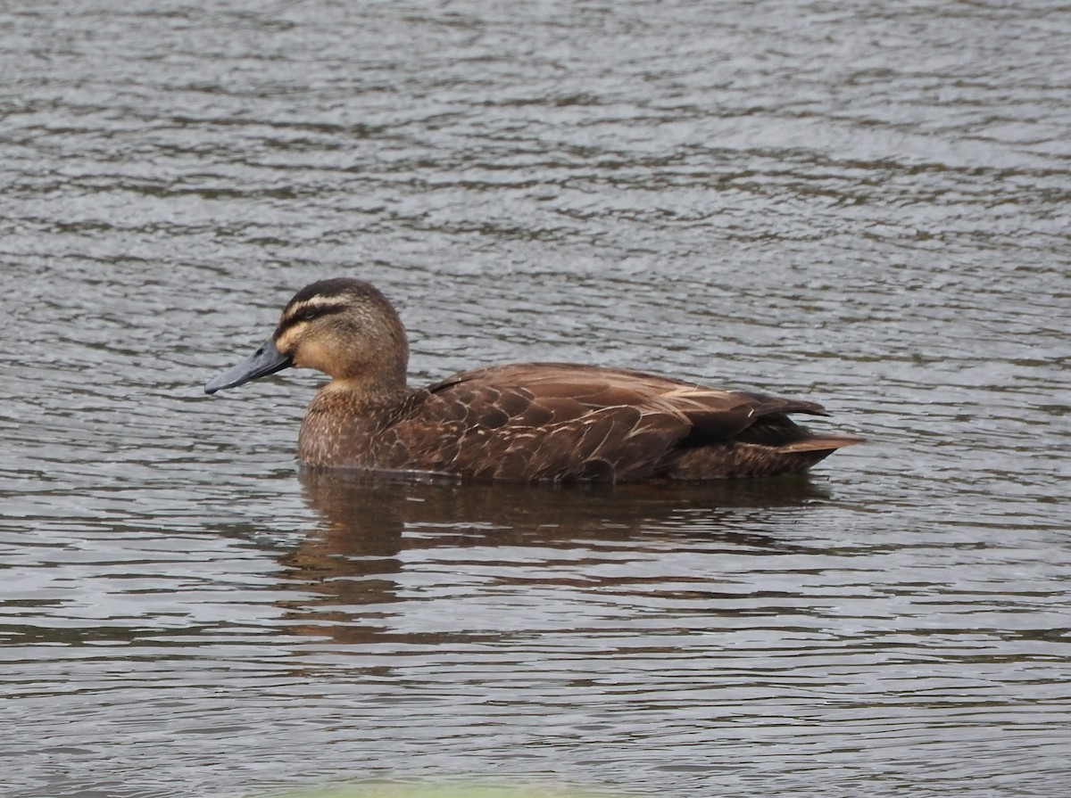 kachna divoká x pruhohlavá (hybrid) - ML264766081