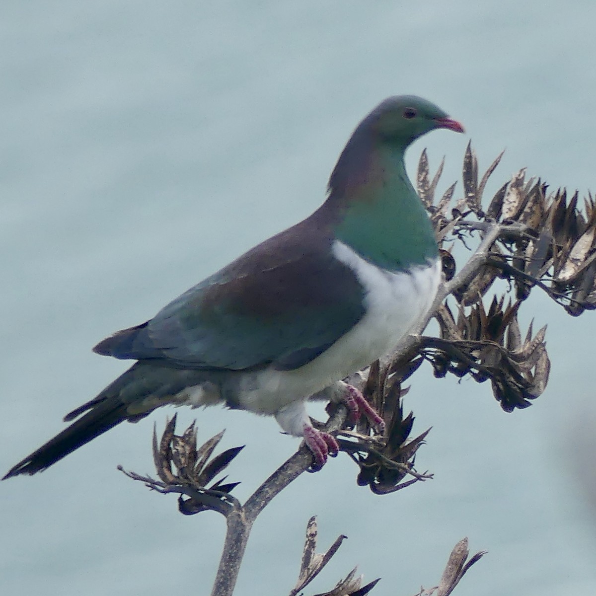 New Zealand Pigeon - ML264766731