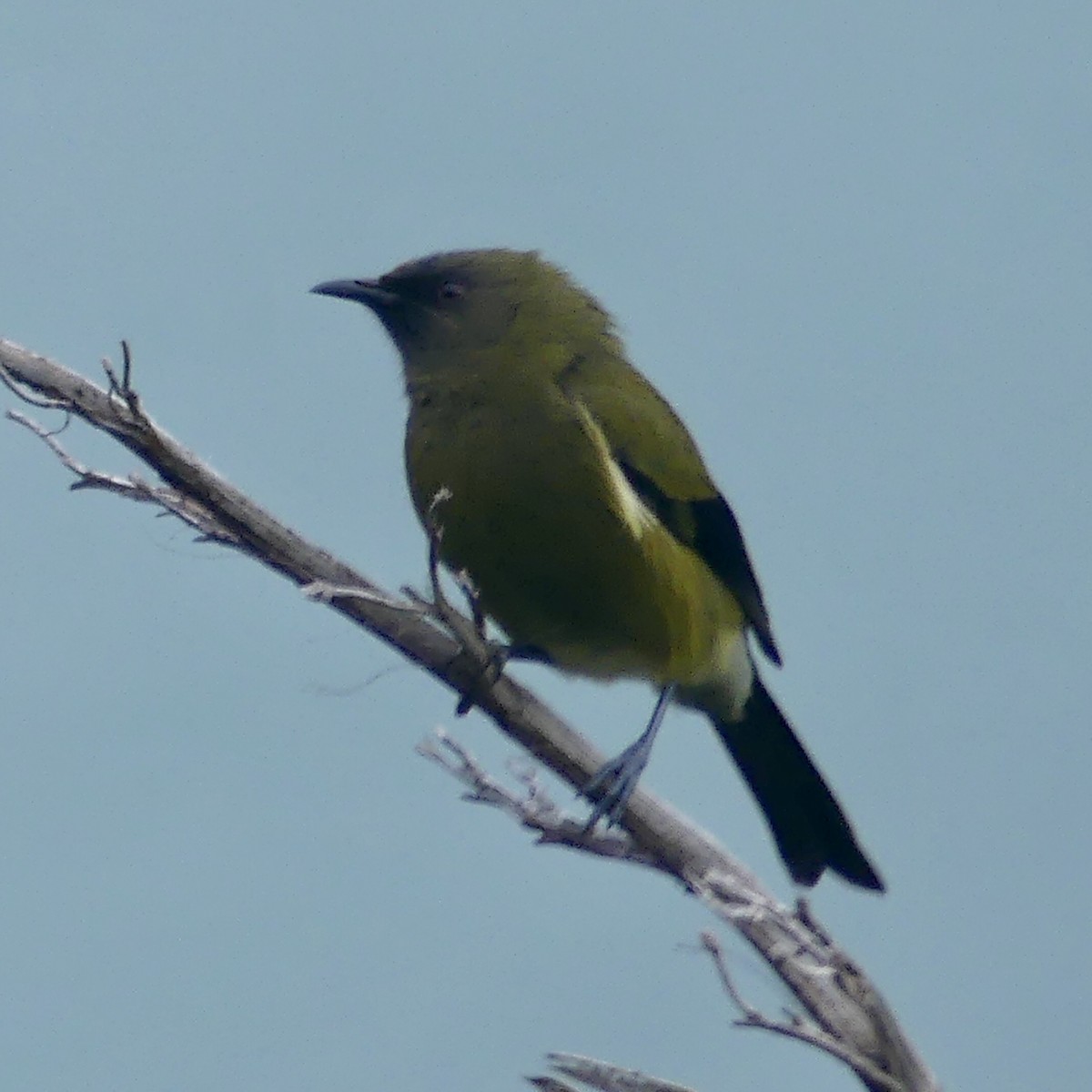 New Zealand Bellbird - ML264766751