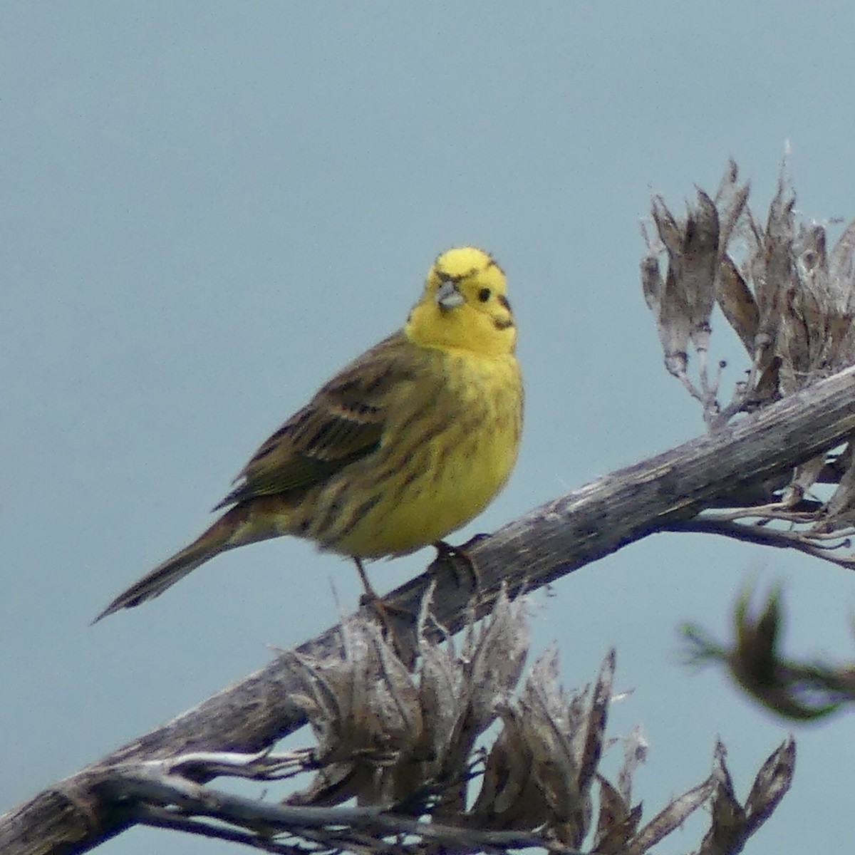 Yellowhammer - ML264766971