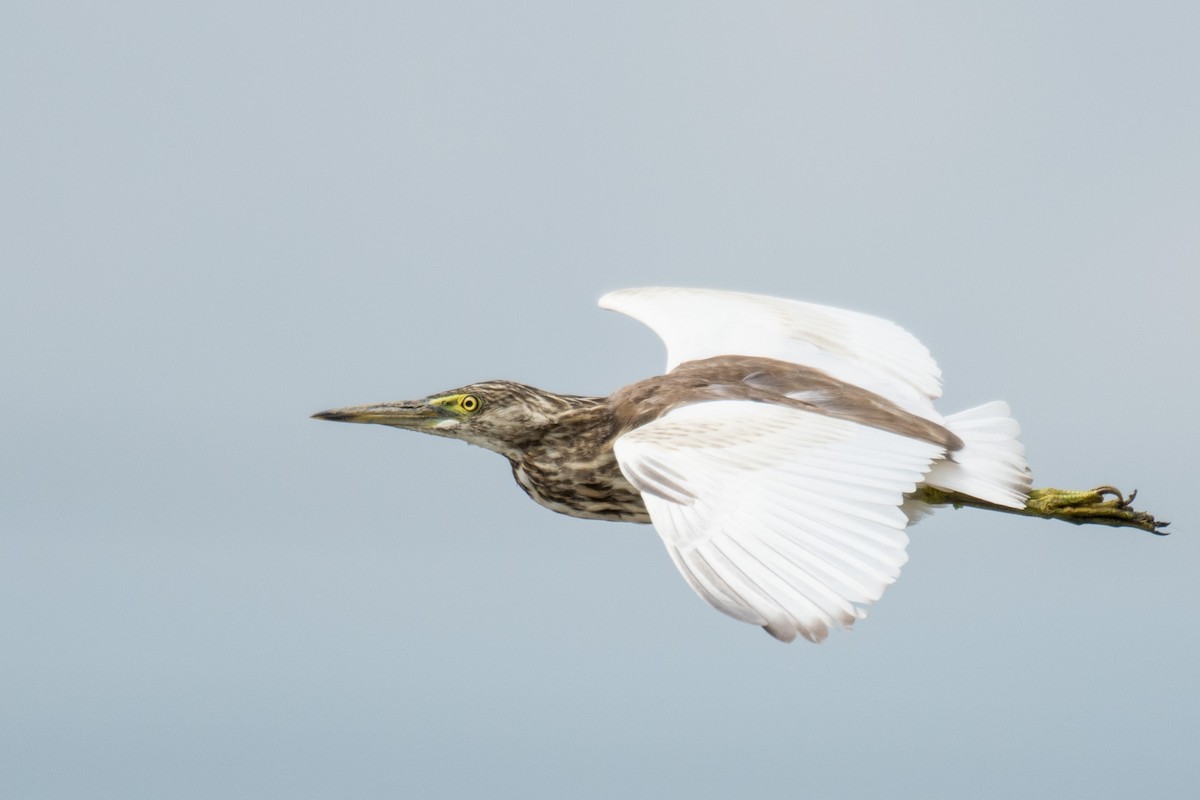 Indian Pond-Heron - ML264772271