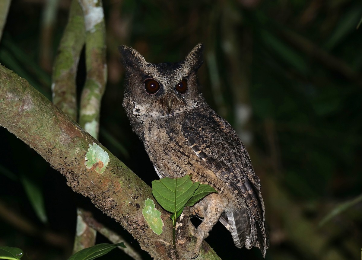 Everett's Scops-Owl - Pete Simpson