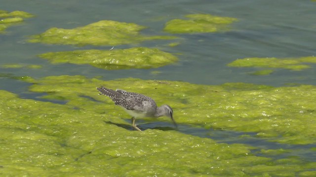 Wood Sandpiper - ML264773641