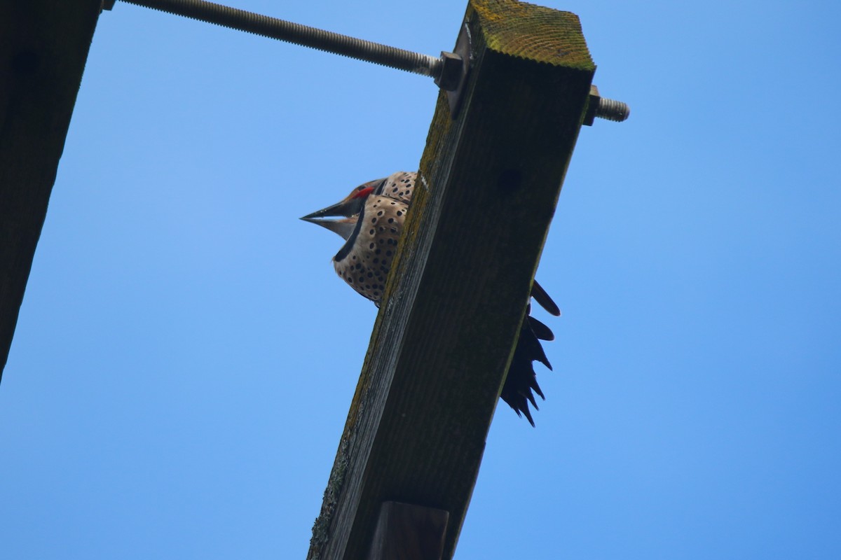 Northern Flicker - Zach Hawn