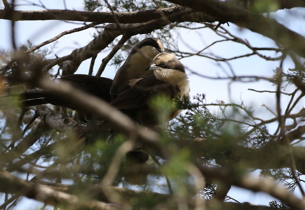 Gray-crowned Babbler - ML264778031