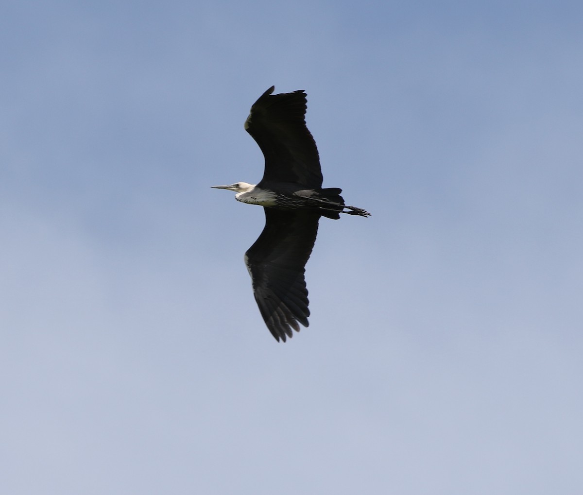 Pacific Heron - ML264778051