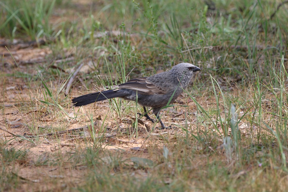 Apostlebird - ML264778061