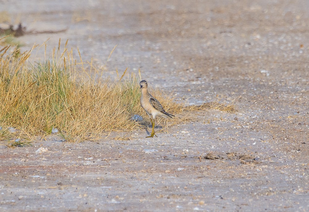 Buff-breasted Sandpiper - ML264778091