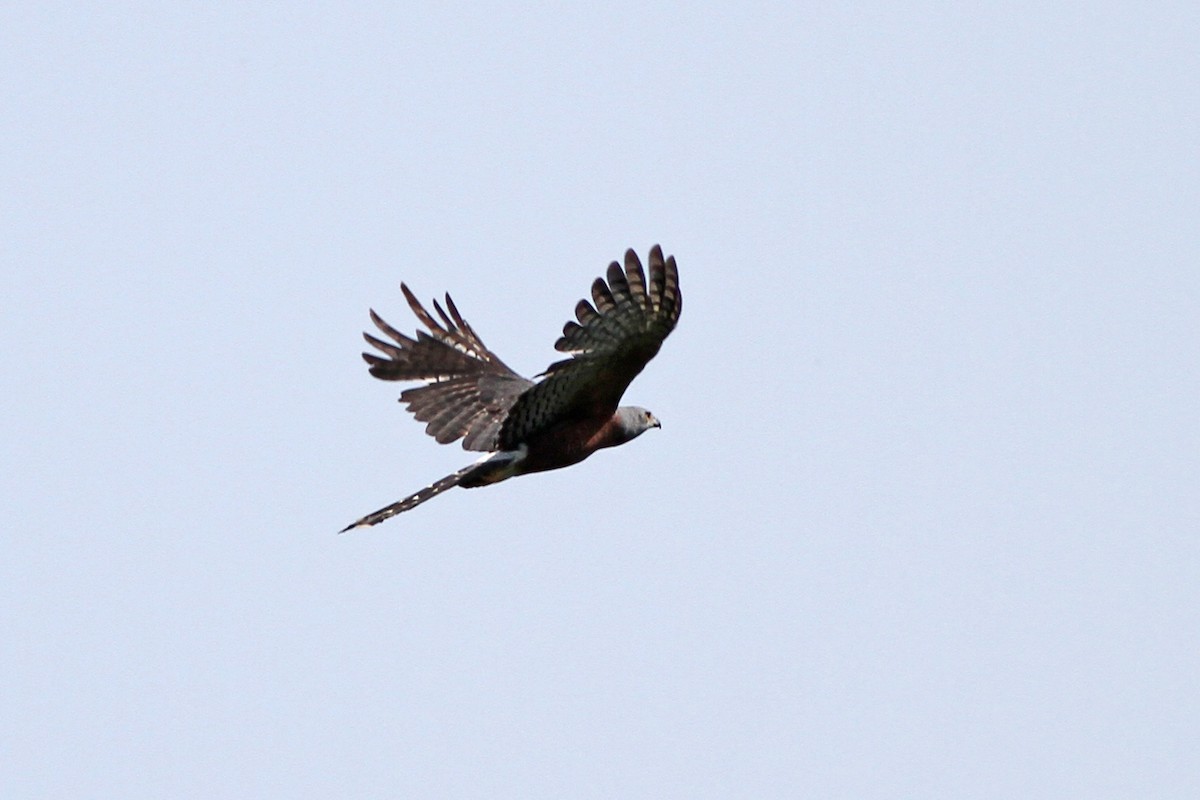 Long-tailed Hawk - ML264778101