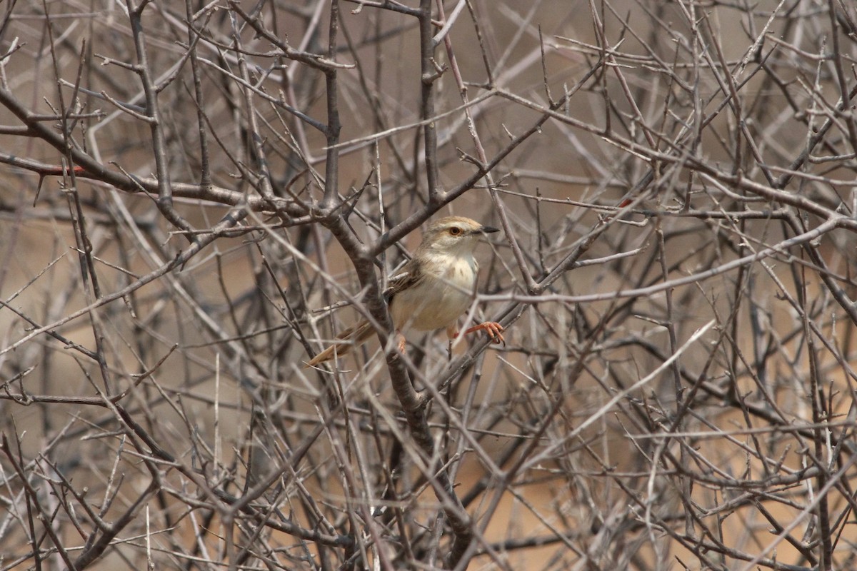 Black-chested Prinia - ML264778621