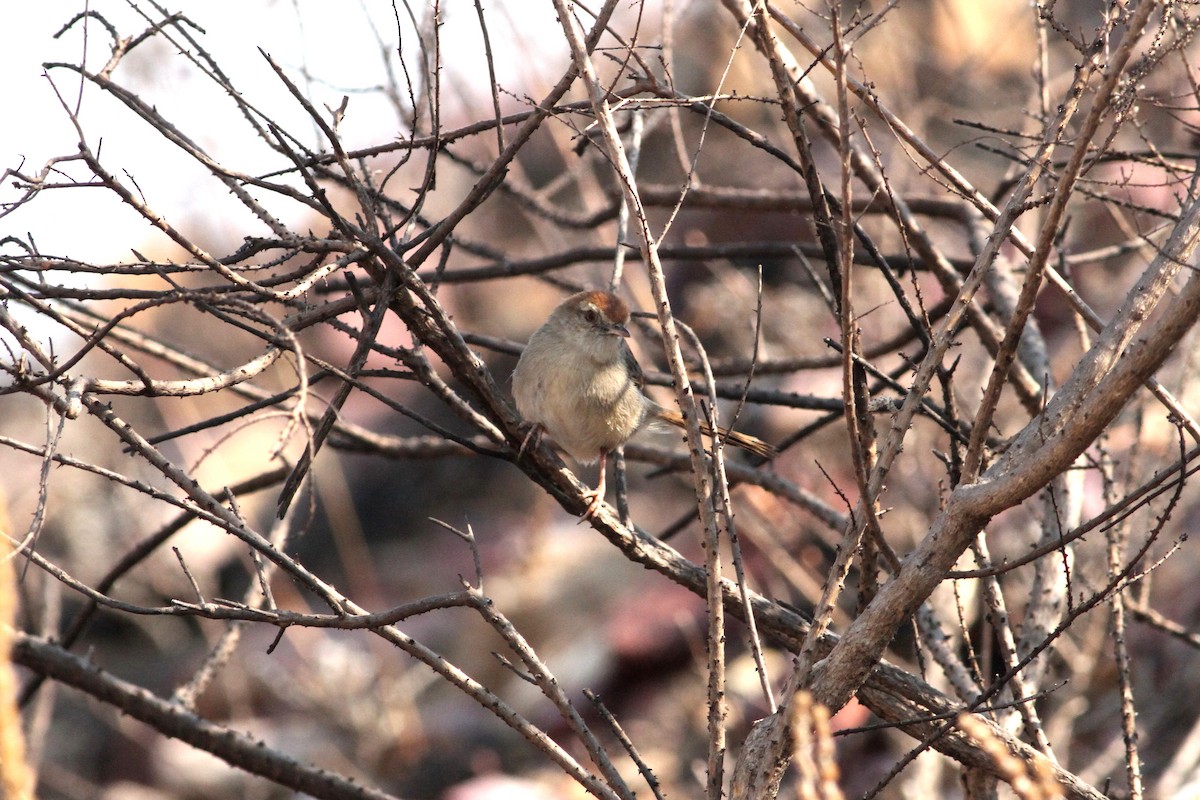 Wailing Cisticola - ML264779721