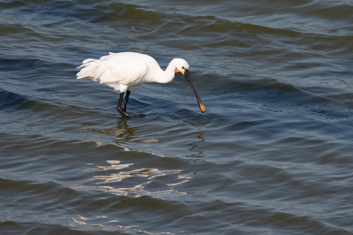 Eurasian Spoonbill - Antoon De Vylder