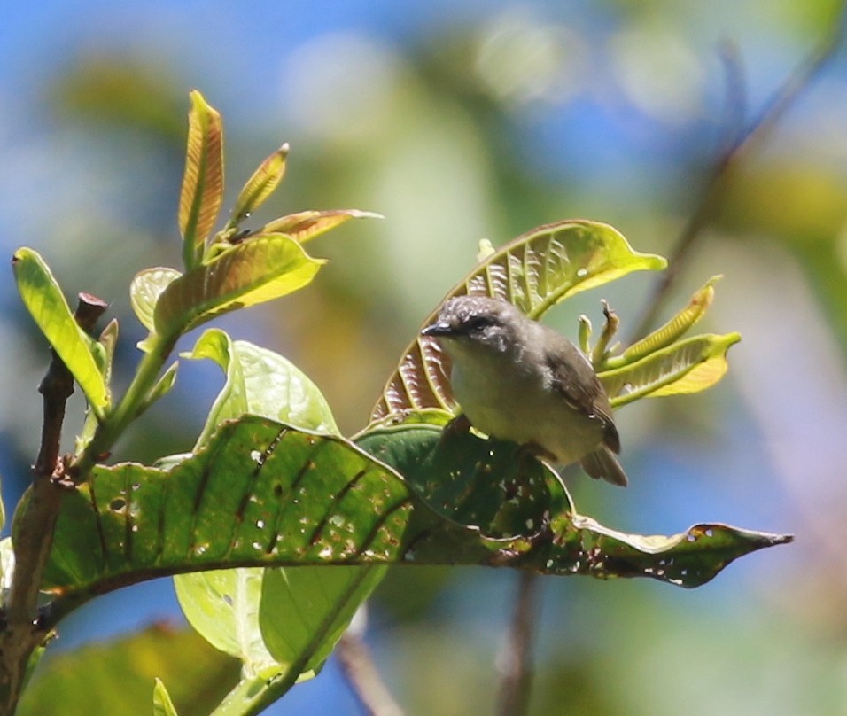 Pygmy Heleia - David Stejskal