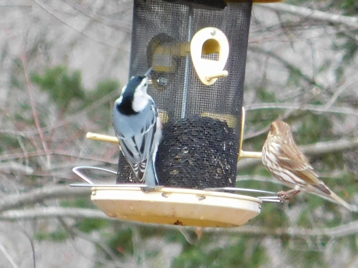 White-breasted Nuthatch - ML26478531