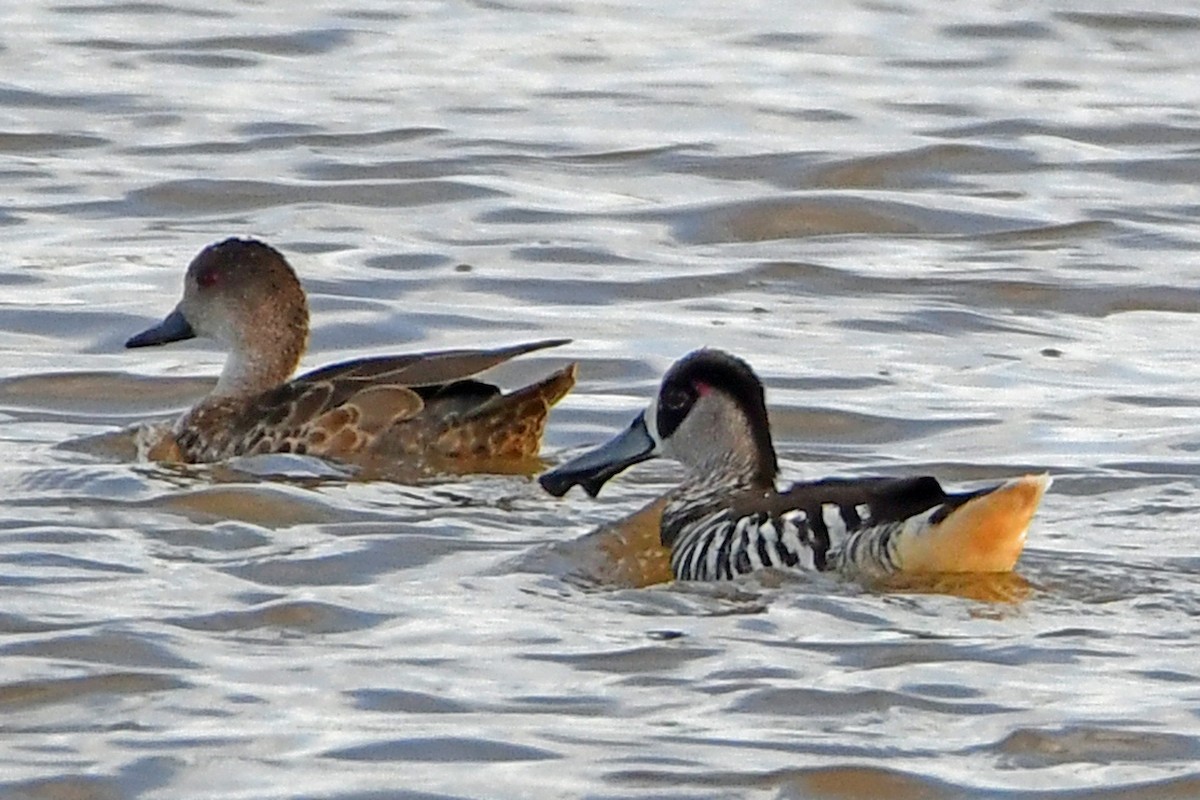 Pink-eared Duck - ML264785451