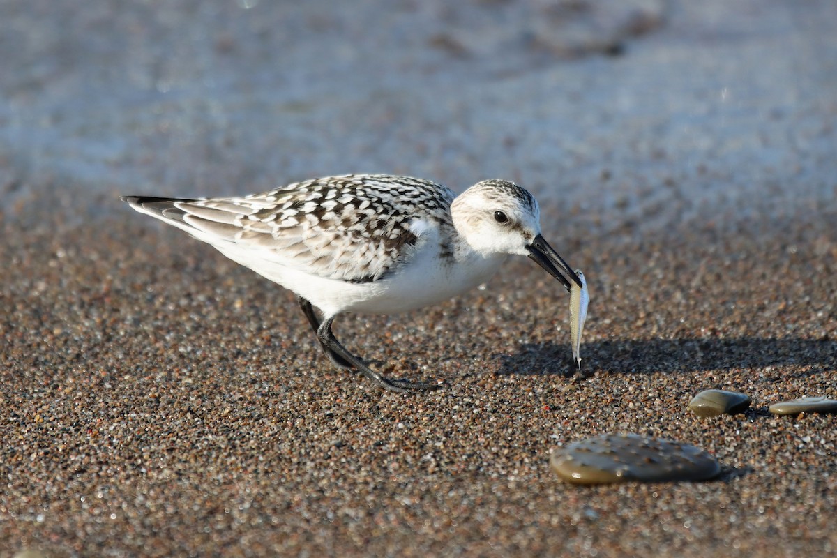 Sanderling - Travis Suckow