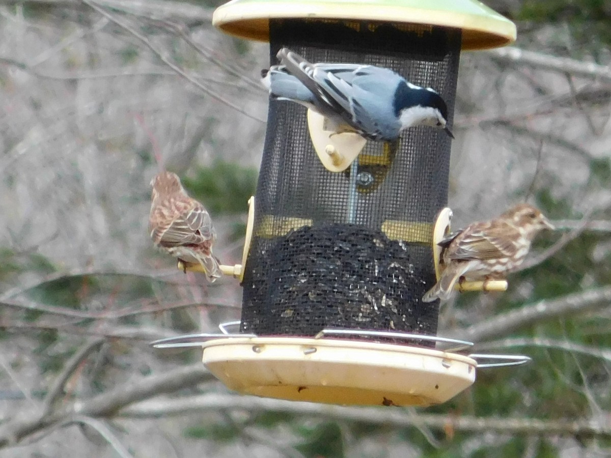 White-breasted Nuthatch - ML26478621