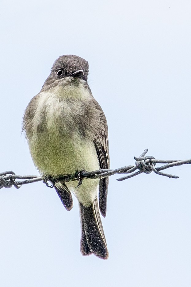 Eastern Phoebe - ML264787241