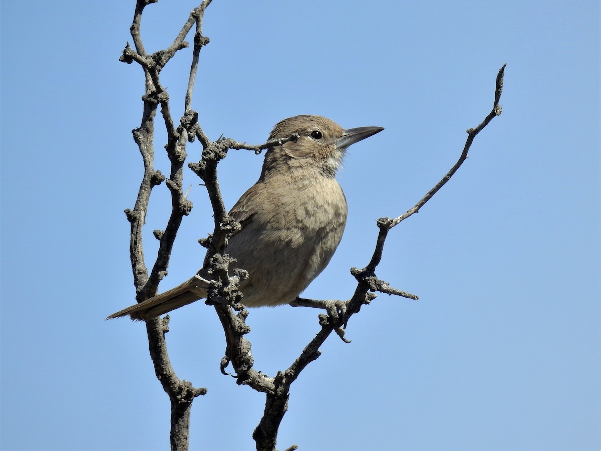 White-throated Cacholote - ML264787541