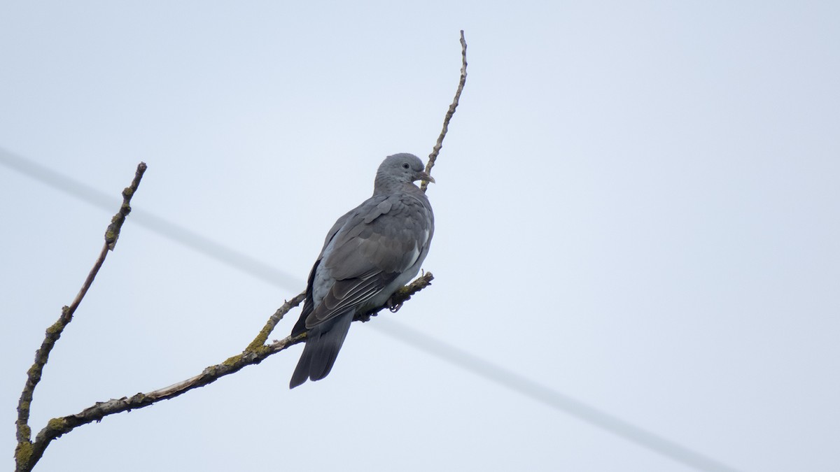 Common Wood-Pigeon (White-necked) - ML264787931