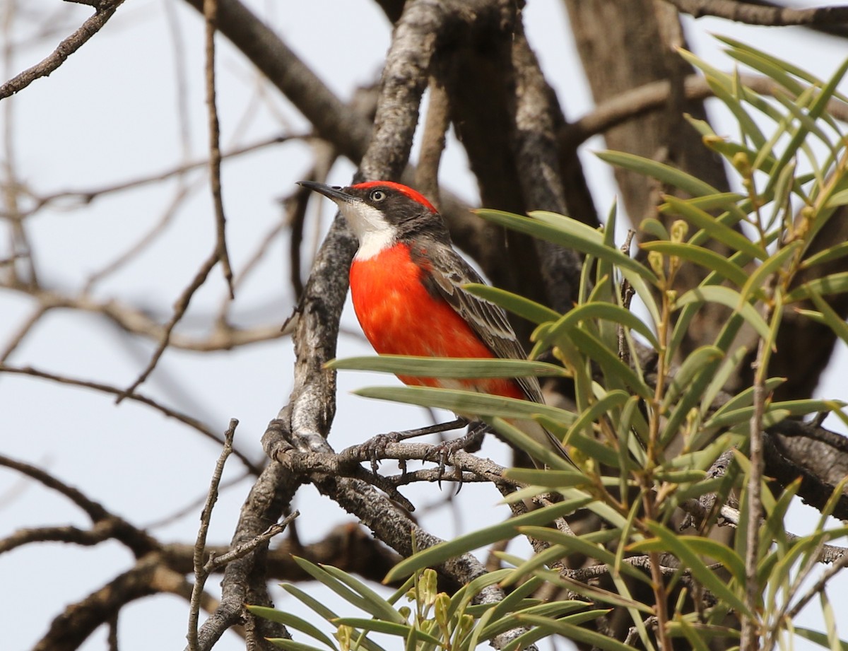 Crimson Chat - ML264788041