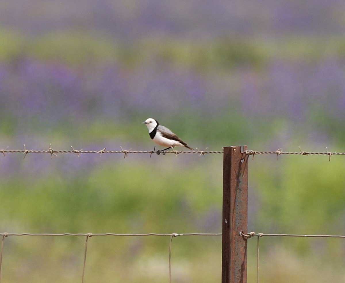 White-fronted Chat - ML264788071