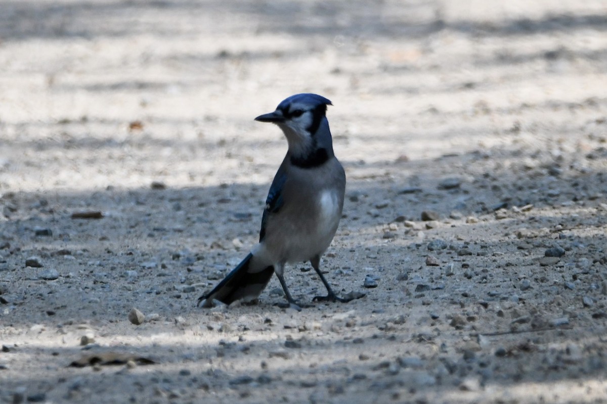 Blue Jay - Helene Laliberte