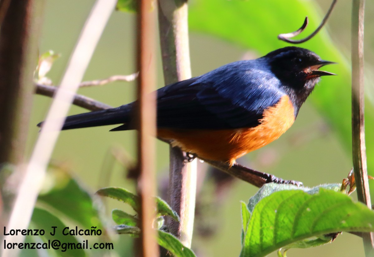 Blue-backed Conebill - Lorenzo Calcaño