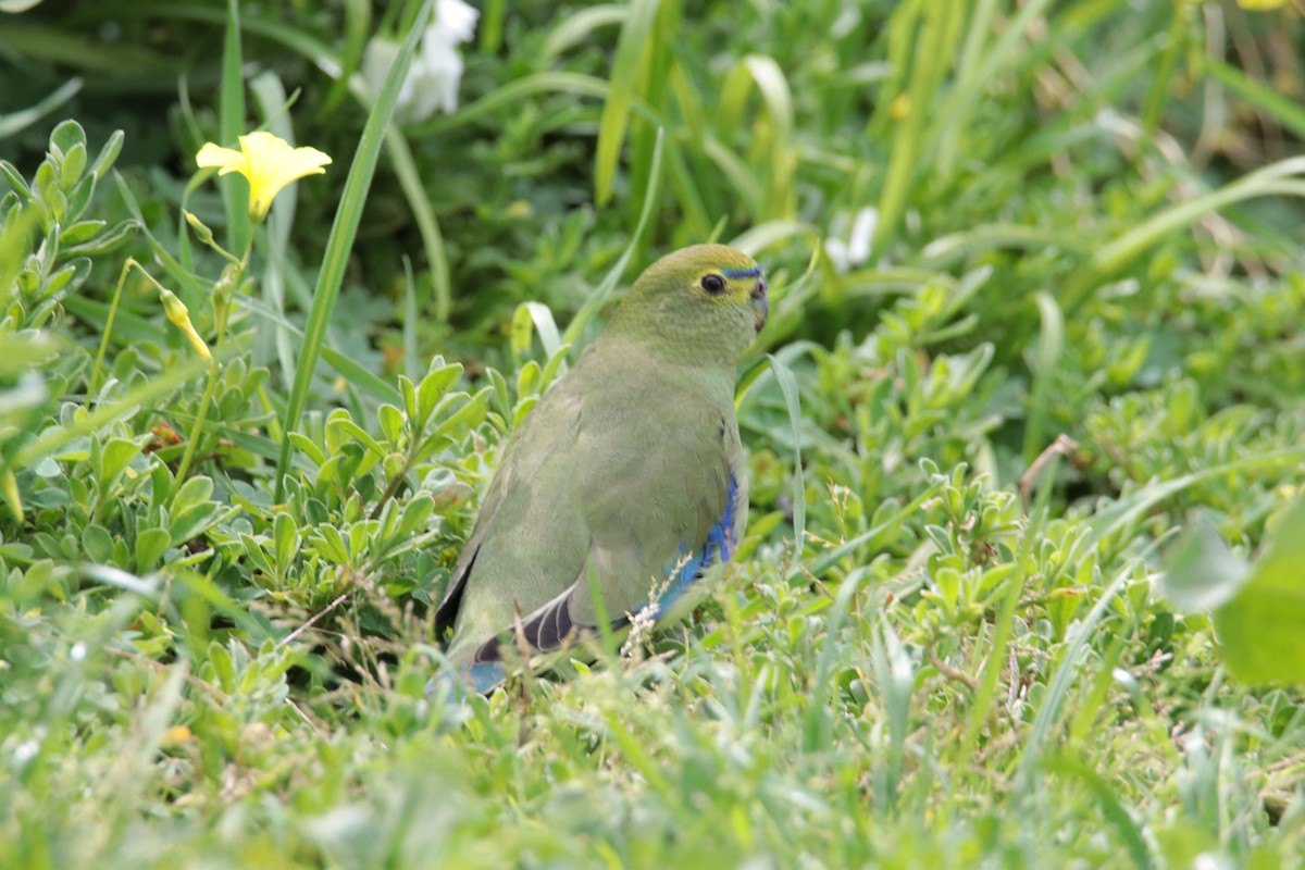 Blue-winged Parrot - ML264789551