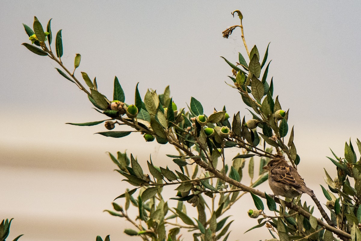 House Sparrow - ML264790561