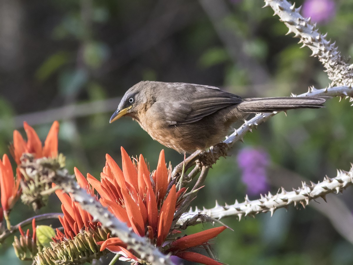 Rufous Babbler - ML264791421