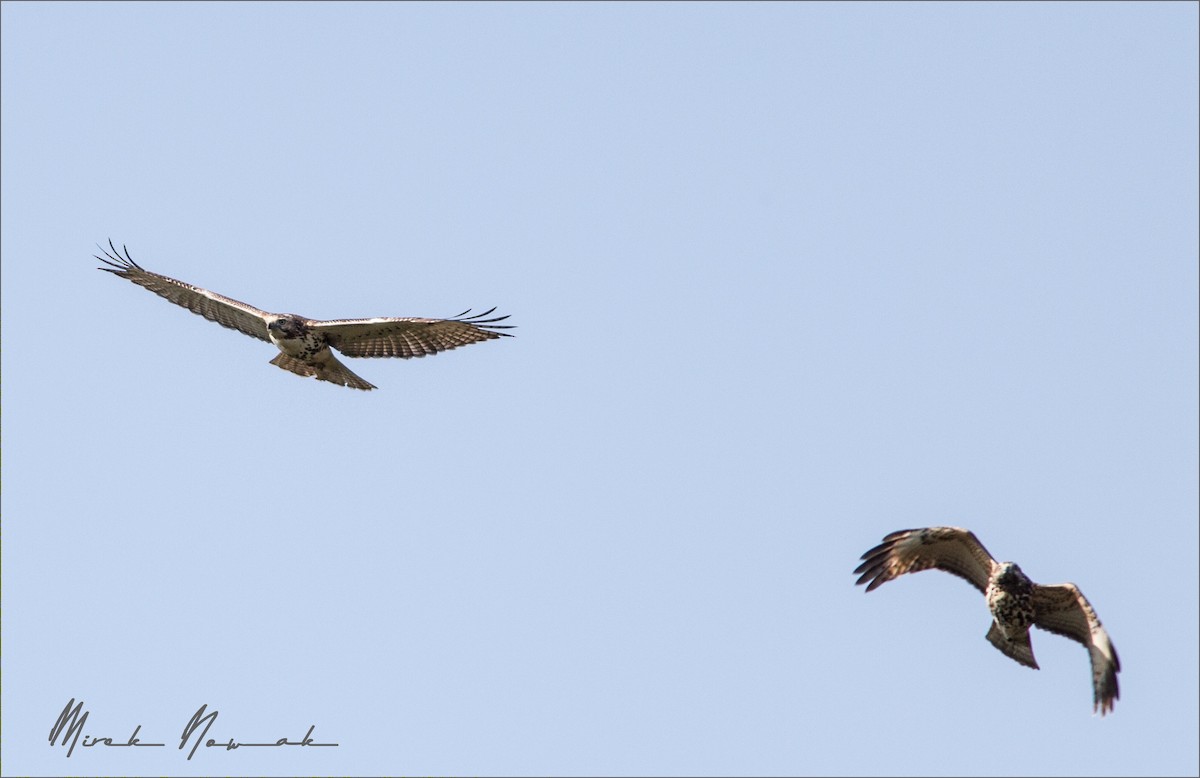 Red-shouldered Hawk - ML264792061