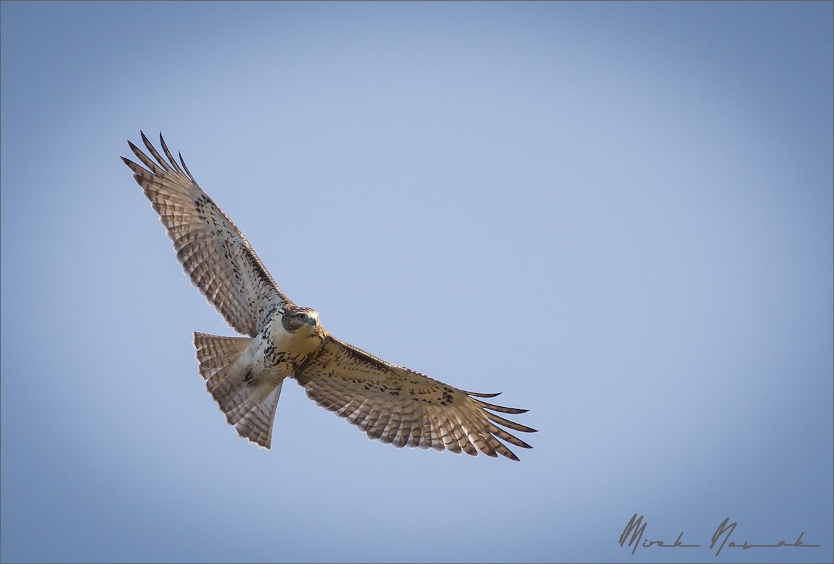 Red-tailed Hawk - ML264792141