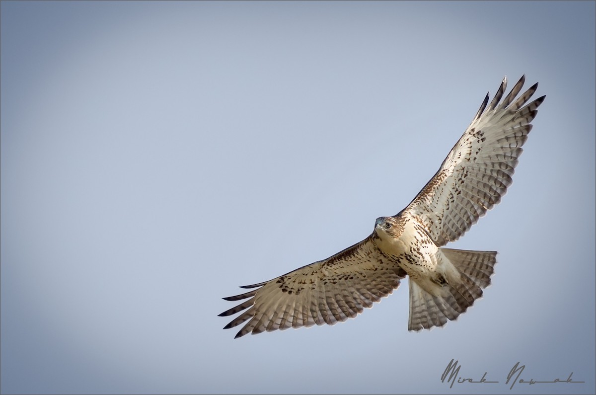 Red-tailed Hawk - ML264792491