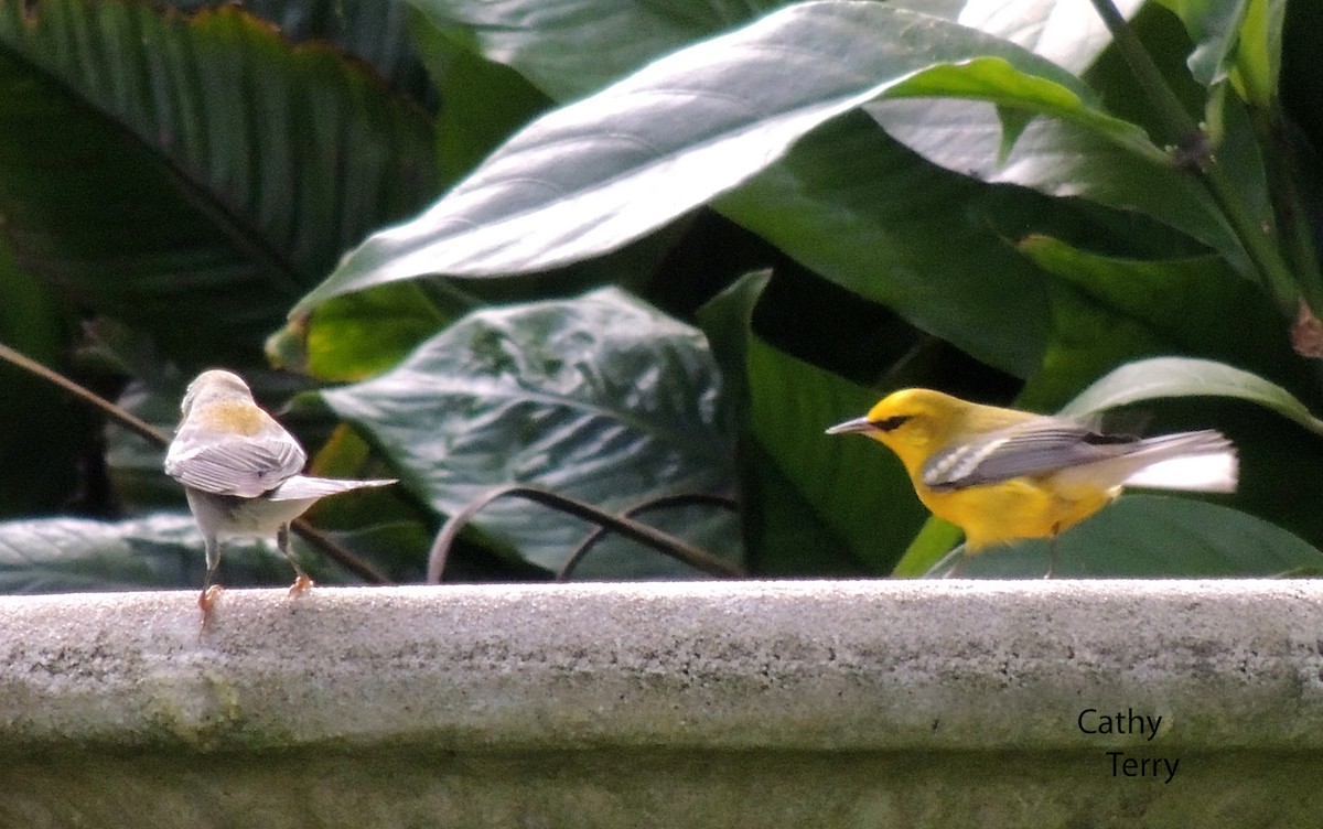 Blue-winged Warbler - ML264792521