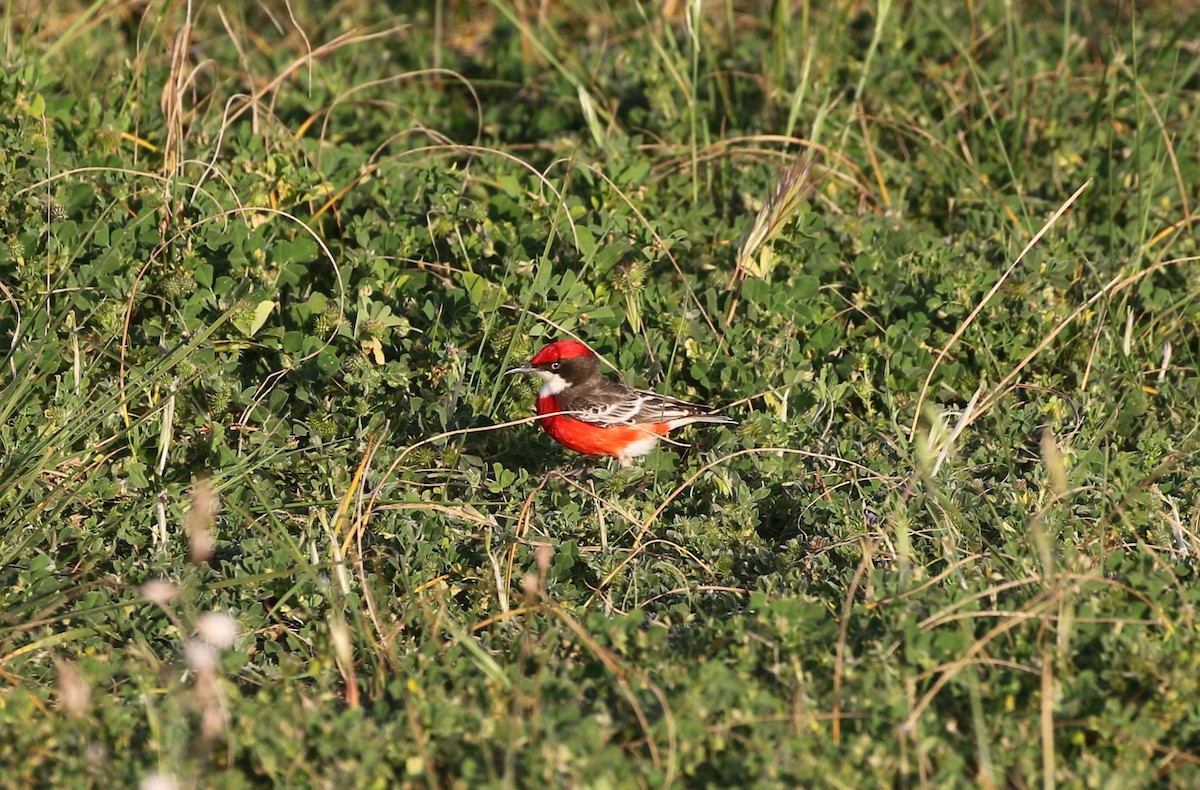 Crimson Chat - ML264793011