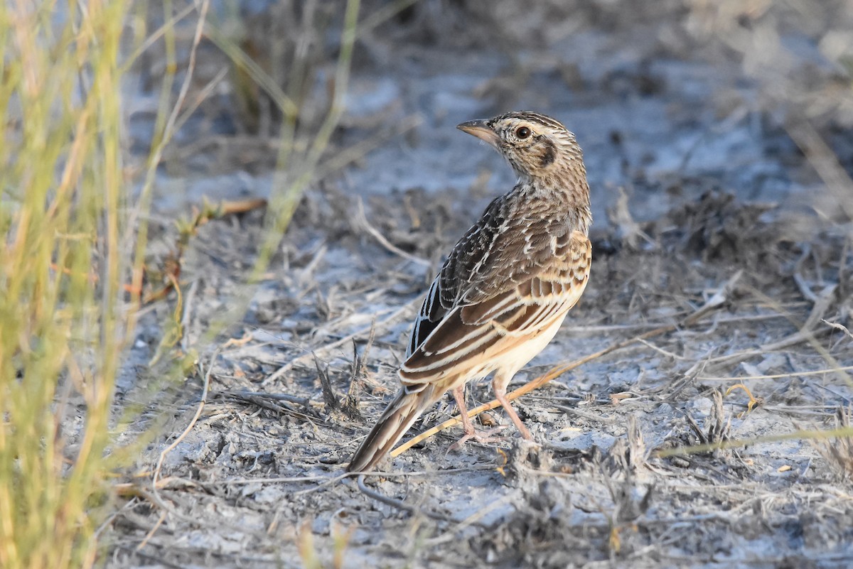 Singing Bushlark (Australasian) - ML264795081