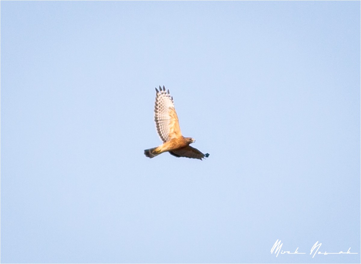 Red-shouldered Hawk - ML264795191