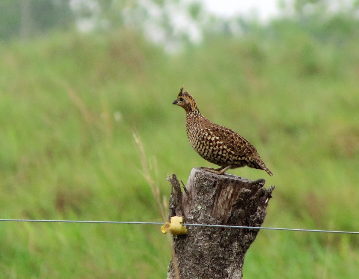 Crested Bobwhite - ML26479681