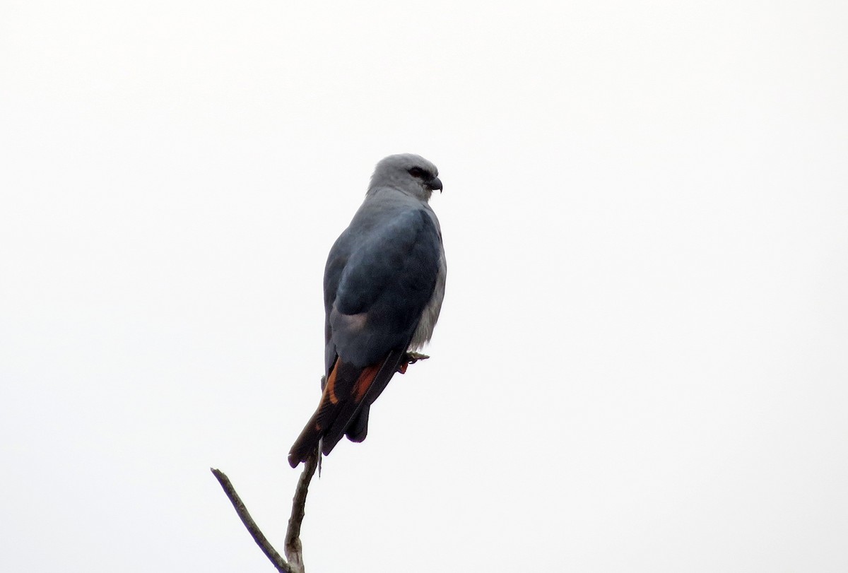 Plumbeous Kite - ML26479701