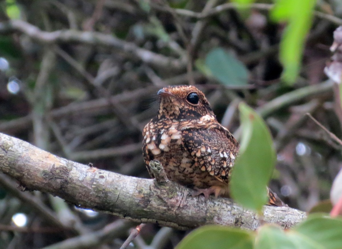 Spot-tailed Nightjar - ML26479771