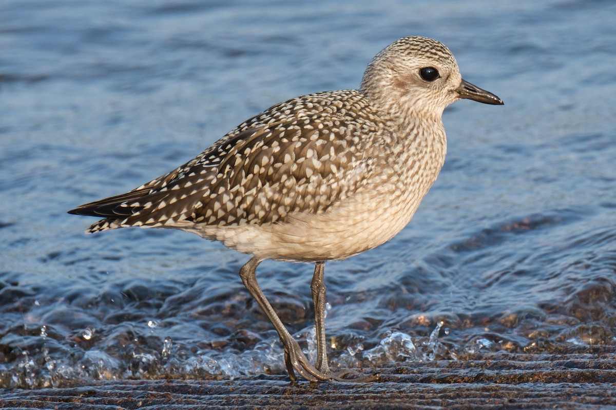 Black-bellied Plover - ML264797731