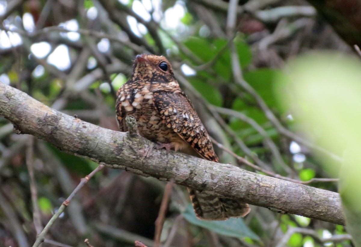 Spot-tailed Nightjar - ML26479791